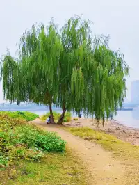長沙免費遛娃地湘江江灘公園太香了