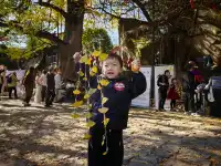 南惹千年銀杏樹已進入最佳觀賞期古村+古樹