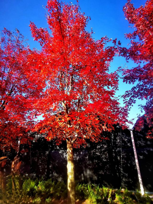 陽澄湖楓葉真的美到窒息超詳細攻略來啦 深秋的蘇州 簡直是人間天堂 除了人山人海的天 陽澄湖楓葉真的美到窒息超詳細攻略來啦 深秋的蘇州 簡直是人間天堂 除了人山人海的天