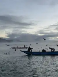 瀘沽湖蘆葦季｜海鷗live，晨霧漫湖