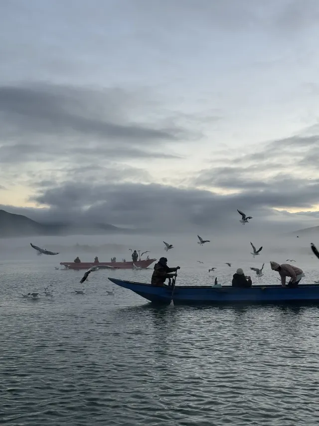 瀘沽湖蘆葦季｜海鷗live，晨霧漫湖