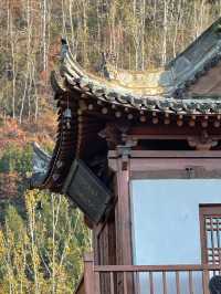 【西安】與千年銀杏來個約定