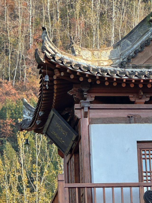 【西安】與千年銀杏來個約定