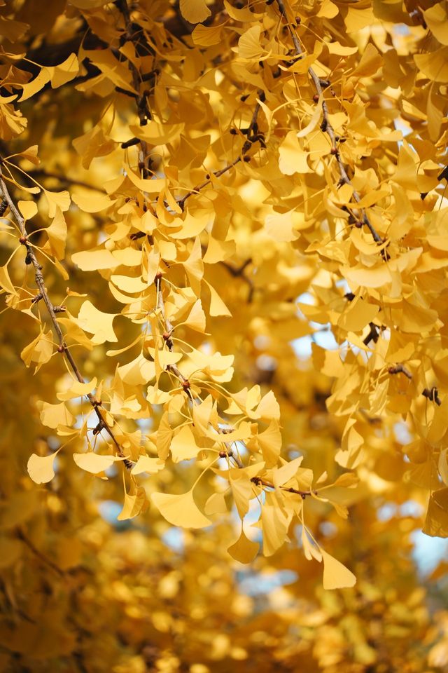 松下S9超絕濾鏡|亭林園銀杏簡直不要太出片 松下S9超絕濾鏡|亭林園銀杏簡直不要太出片