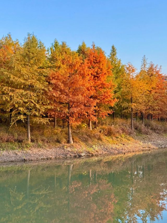 上海賞秋寶藏地三林紅杉林氛圍感拉滿！
