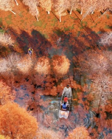 쿤밍의 숨겨진 가을 비경! 하이훙 습지 메타세쿼이아가 붉게 물들 때, 이렇게 놀아야 후회 안 해