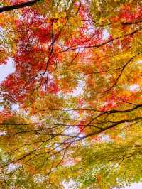 江浙滬的秋,是把調色盤潑向了人間