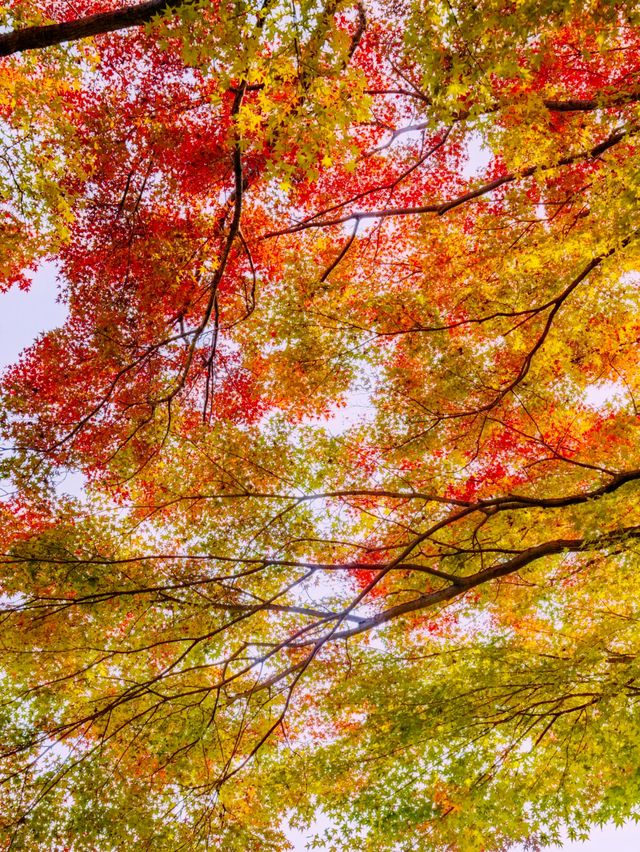 江浙滬的秋,是把調色盤潑向了人間 江浙滬的秋,是把調色盤潑向了人間