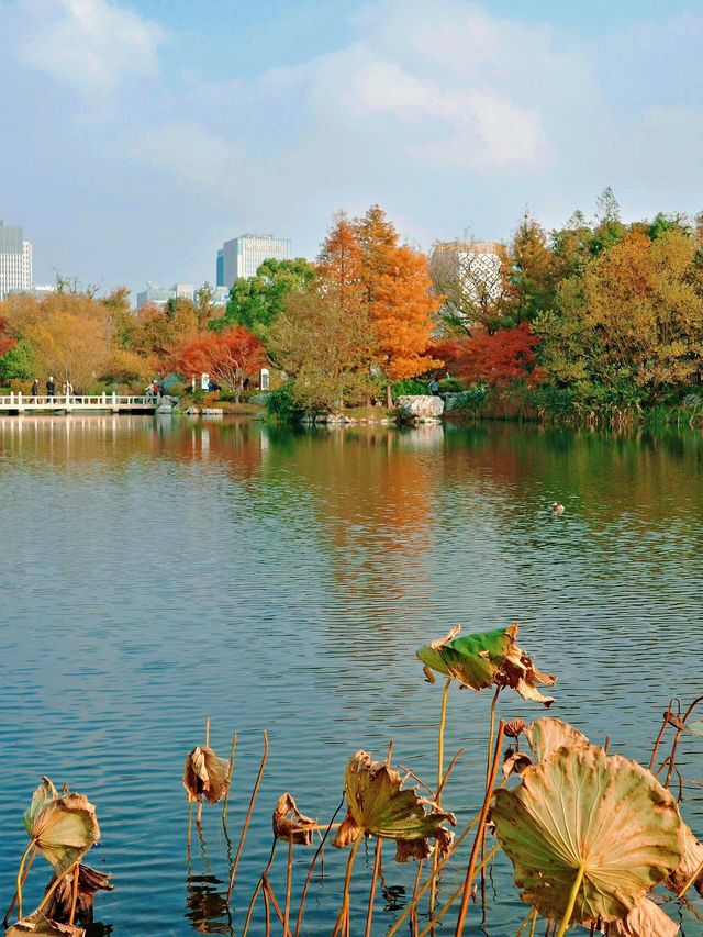 上海世博文化公園裡隱藏的寶藏園林!申園也太仙了叭~ 上海世博文化公園裡隱藏的寶藏園林!申園也太仙了叭~