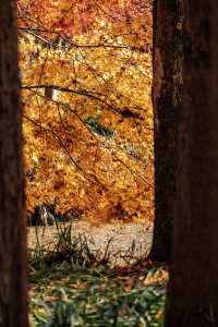 上海秋日私藏3 個小眾賞秋地人少出片不踩雷