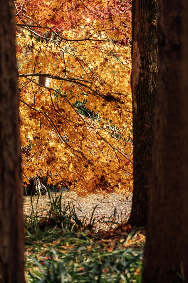 上海秋日私藏3 個小眾賞秋地人少出片不踩雷 上海秋日私藏3 個小眾賞秋地人少出片不踩雷