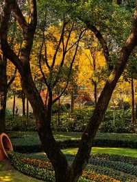 一場落在肇嘉浜路中的銀杏雨。