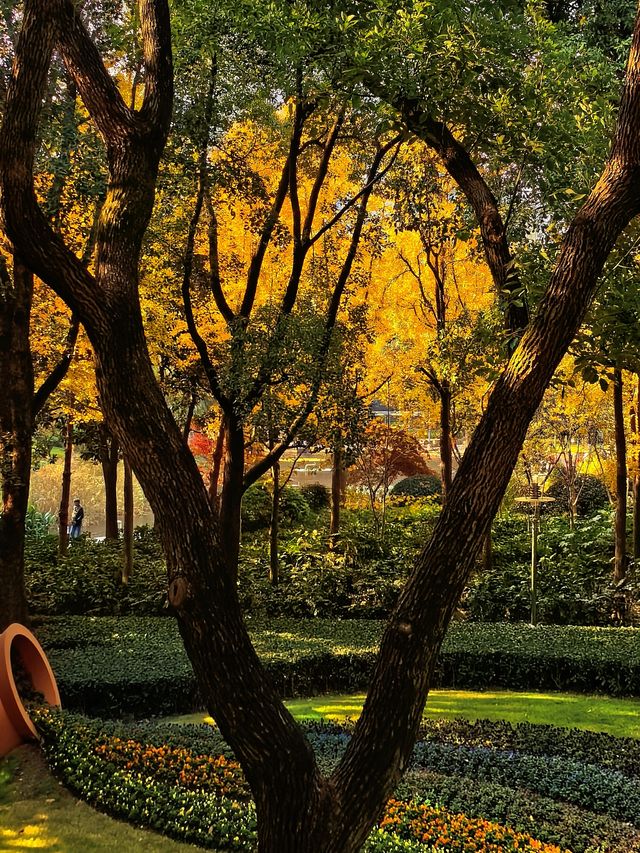 一場落在肇嘉浜路中的銀杏雨。