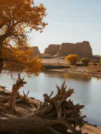 三大胡楊林親子賞秋對比國慶遛娃攻略