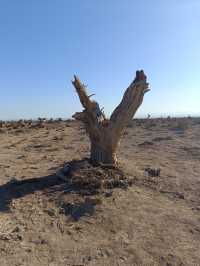 新疆伊吾胡楊秘境