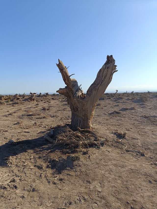 新疆伊吾胡楊秘境