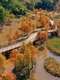 18圖帶你看深圳秋冬限定美景