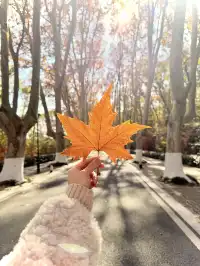 人你好,我是靈谷寺的咪,來看看我和秋天嗎