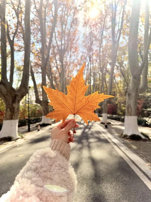 人你好,我是靈谷寺的咪,來看看我和秋天嗎 人你好,我是靈谷寺的咪,來看看我和秋天嗎