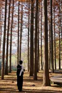 上海青西郊野公園：水上森林的秋日私語