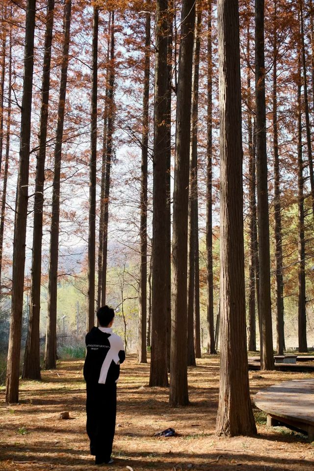 上海青西郊野公園：水上森林的秋日私語