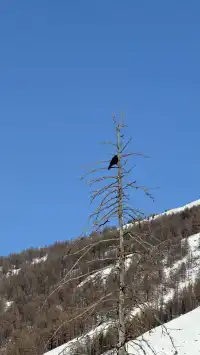 12.2 治癒日｜白哈巴→喀納斯漫遊