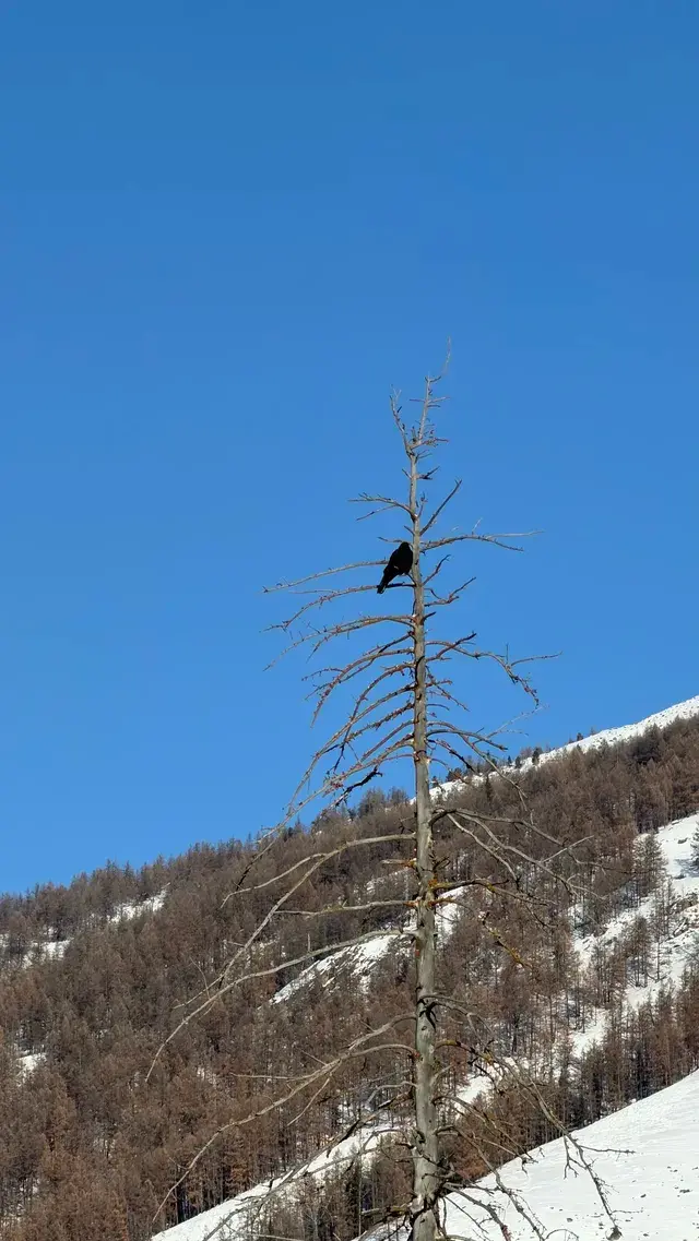 12.2 治癒日｜白哈巴→喀納斯漫遊