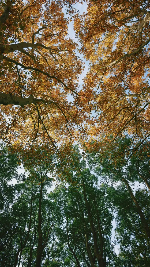11.30植物園還是那麼有性價比 ＼(*T▽T*)／