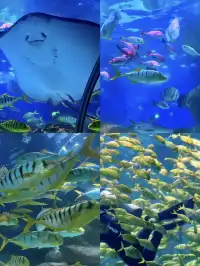 大連|1-2月冬天來大連真的很香