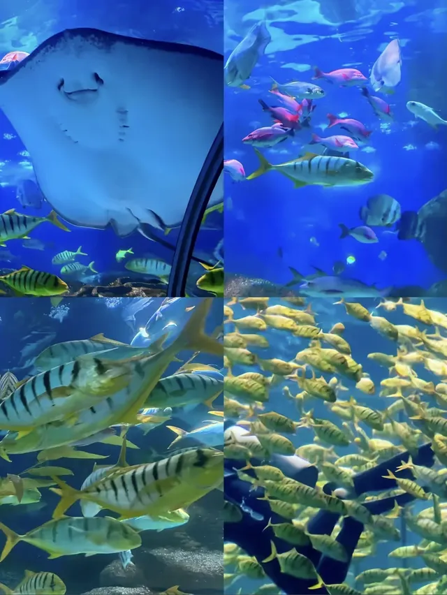 大連|1-2月冬天來大連真的很香