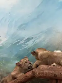 上海野生動物園衝了