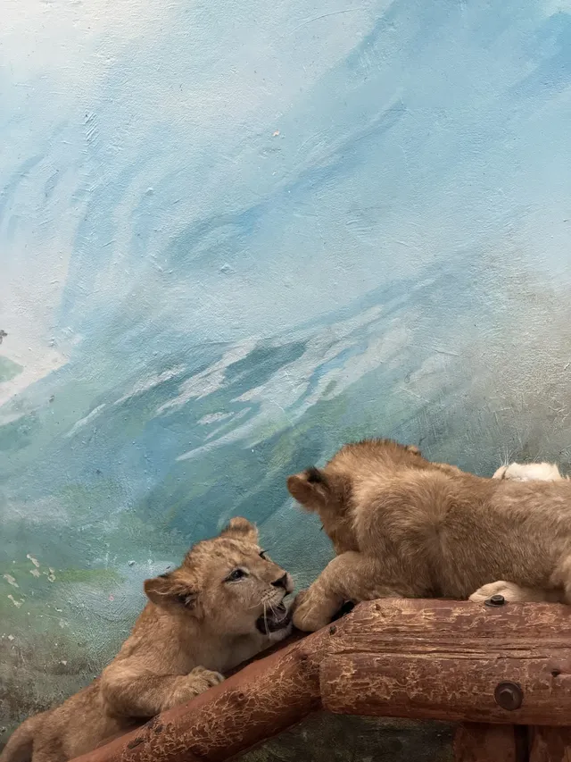 上海野生動物園衝了