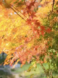 12.1實拍!東湖這棵彩虹樹封神了