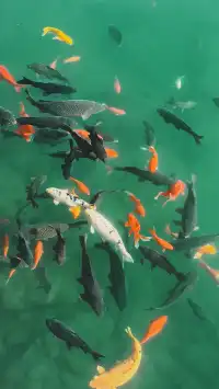 濟南五龍潭I live 這裡的泉水會“發光”