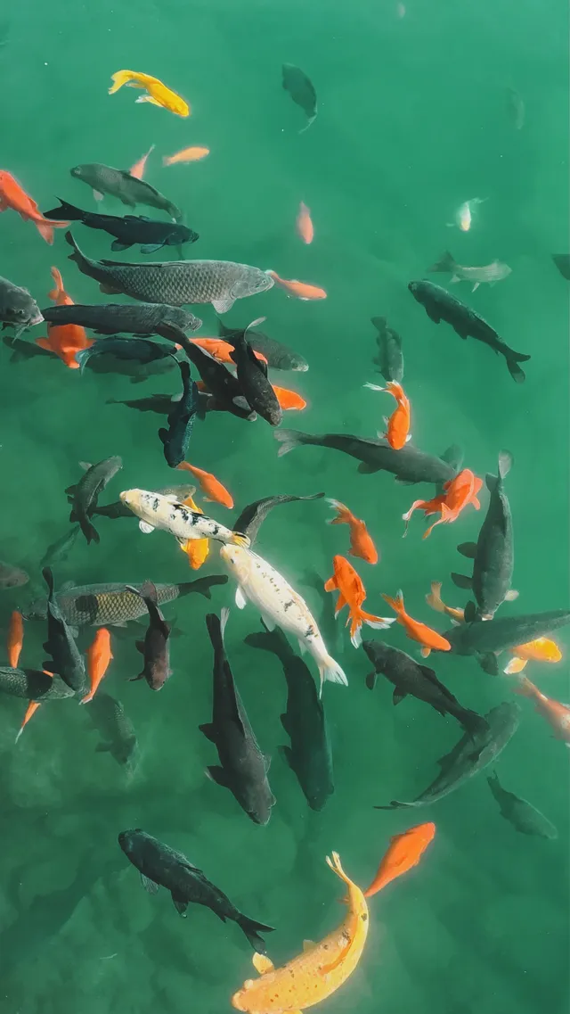 濟南五龍潭I live 這裡的泉水會“發光” 濟南五龍潭I live 這裡的泉水會“發光”