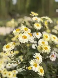 烏村農耕集|打卡藏在烏鎮古村的杭白菊花海