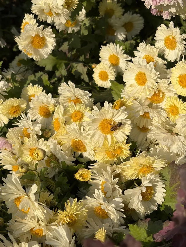 烏村農耕集|打卡藏在烏鎮古村的杭白菊花海 烏村農耕集|打卡藏在烏鎮古村的杭白菊花海