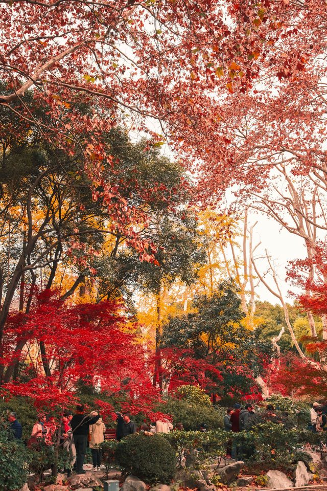 魯迅公園的秋日啟示:「生命暫停鍵」 金黃的銀杏葉像撒了一地碎金,紅楓則像一團團燃燒的火焰, 陽光 魯迅公園的秋日啟示:「生命暫停鍵」 金黃的銀杏葉像撒了一地碎金,紅楓則像一團團燃燒的火焰, 陽光