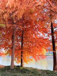 上海初冬限定浪漫|碳路者公園4點光影落羽杉