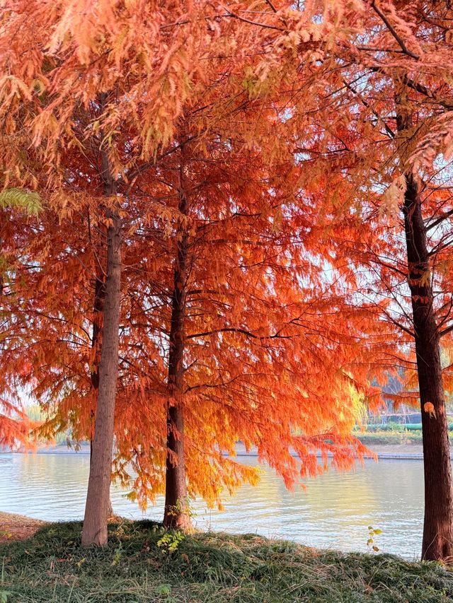 上海初冬限定浪漫|碳路者公園4點光影落羽杉 上海初冬限定浪漫|碳路者公園4點光影落羽杉