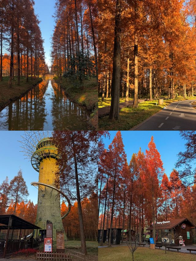 鹽城初冬封神!黃海森林公園紅杉暴擊,美到心顫 鹽城初冬封神!黃海森林公園紅杉暴擊,美到心顫