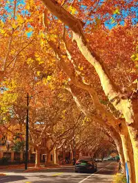 報劉海粟綠地 銀杏濃度已達99.9%