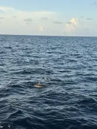 不是在旅遊就是在旅遊的路上