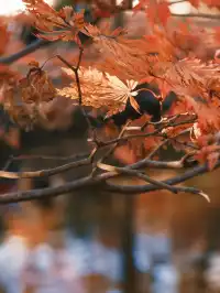 不在京都2025上海賞楓天花板