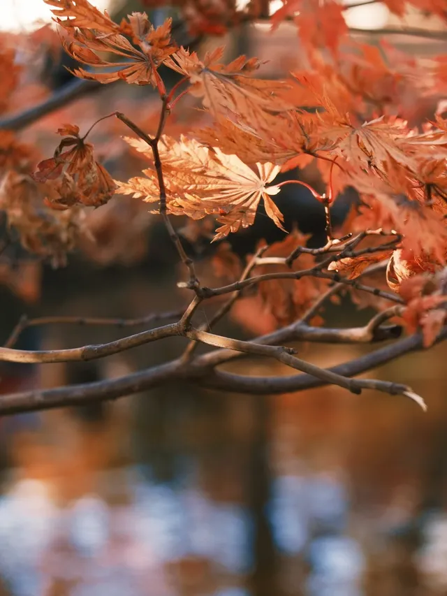 不在京都2025上海賞楓天花板 不在京都2025上海賞楓天花板