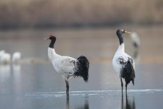 Численность черношейных журавлей, зимующих в природном заповеднике Цаохай, достигла нового максимума.