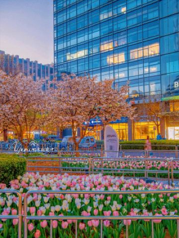 다음 베이징 거리는 공원보다 훨씬 아름다워요