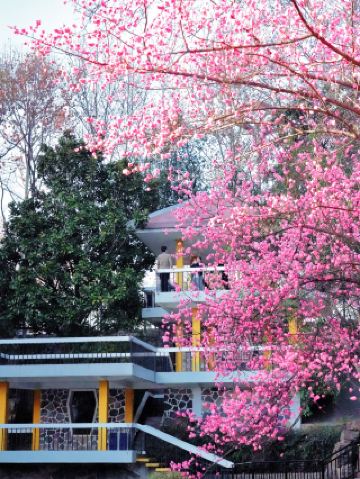 ฤดูดอกบ๊วยบานที่ซีซาน เหอเฟย: ช่วงเวลาโรแมนติกในฤดูใบไม้ผลิที่ซ่อนเร้นอยู่ในเมืองเก่า