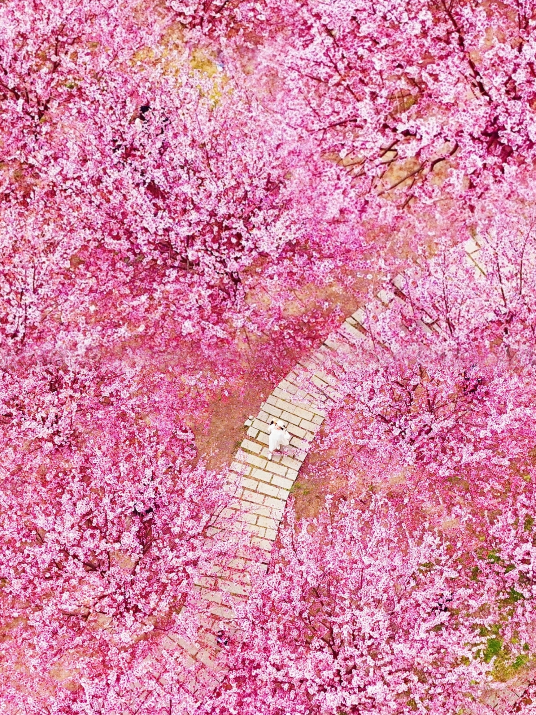 🌸Cherry blossoms in full bloom!🌸 Tianshi Cherry Blossom Leisure Park is so beautiful! 💫Over 1,000 acres of cherry blossom campgrounds🌸 make me feel like I'm in a fairy tale world👸!

🌸Two major cherry blossom campgrounds🌸

One is just a little to the left after entering the main gate, the other is deeper inside the park.

💫Sea of flowers + fairy tale world💫

The combination of pink cherry blossoms and blue sky with white clouds is truly breathtaking!

📸Photo spots📸

Wooden boardwalks under the cherry blossom trees, dreamy swings, giant bubble houses, and various small wooden cabins🏠—every shot is super photogenic!

🌈Lots of activities🌈

Besides flower viewing, there are various DIY activities, concerts, and interactive games. I had so much fun!✨✨✨

📍Address: Tianshi Cherry Blossom Leisure Park, Xihe Village, Chengjiao Street, Conghua District, Guangzhou. No need to go to Japan to see cherry blossoms!! You can see the same sea of flowers in Conghua🌸. Don’t miss this annual event!

Pet friendly🐶🐱 Pets are allowed in the park, so you can take photos with your furry friends.

📍Location: Conghua Tianshi Cherry Blossom Leisure Park
🚗Recommended travel: Self-driving or bus
🌸Viewing period: Best viewing period is until the end of March
⏰Closing time: 5:30 PM (daytime visits recommended)

🌟Great for wearing Hanfu for photos📷 to get amazing shots! You can accessorize with pipa, fans, scrolls, wooden mats, and more.