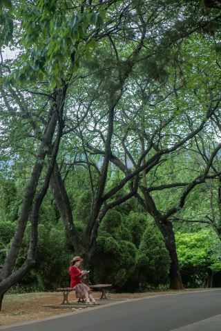 Self-Driving Guide to Kunming Botanical Garden｜Staying at Fengbang Hotel is So Convenient!